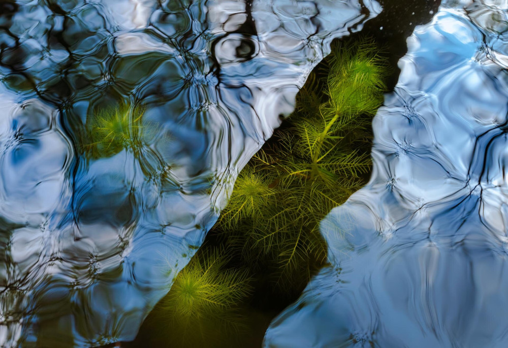 Növenyek Runner-up reflection-of-plants-in-water-Csaba-Daroczi-runner-up-plants-and-fungi-NPOTY-