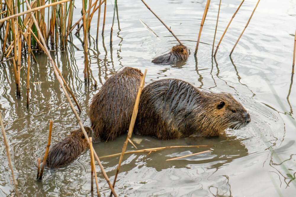 Nutria