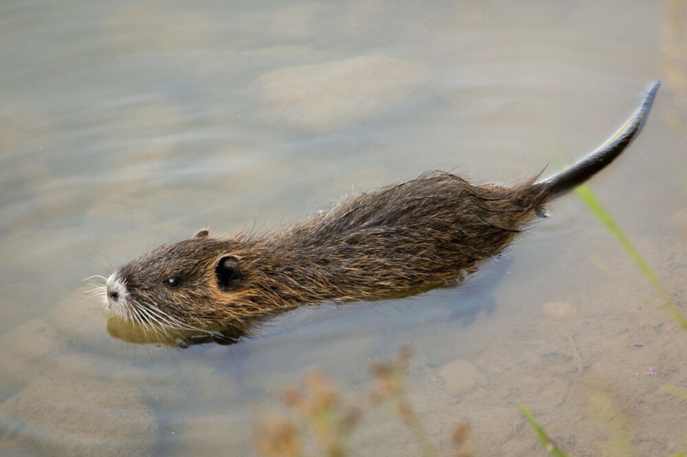 Nutria