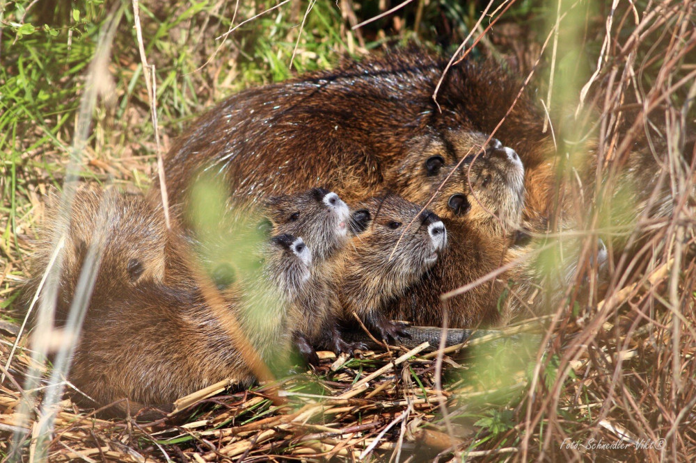 nutria-kolykeivel-scneidler-viktor-6597ee423206b