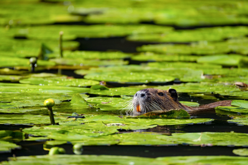 Nutria (Myocastor coypus)