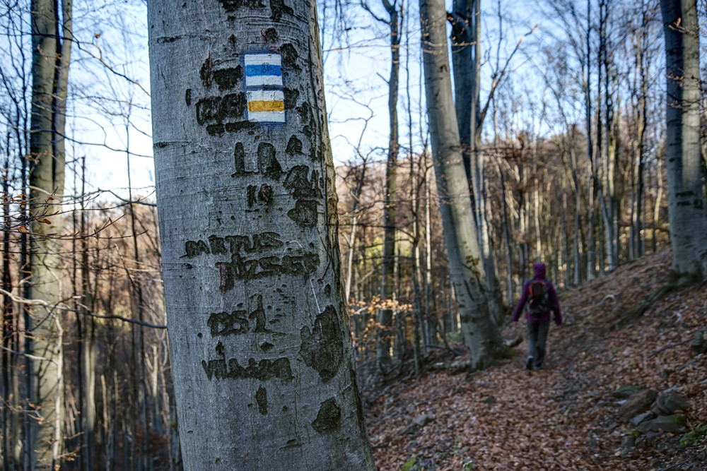 Összekaristolt törzsű fák 