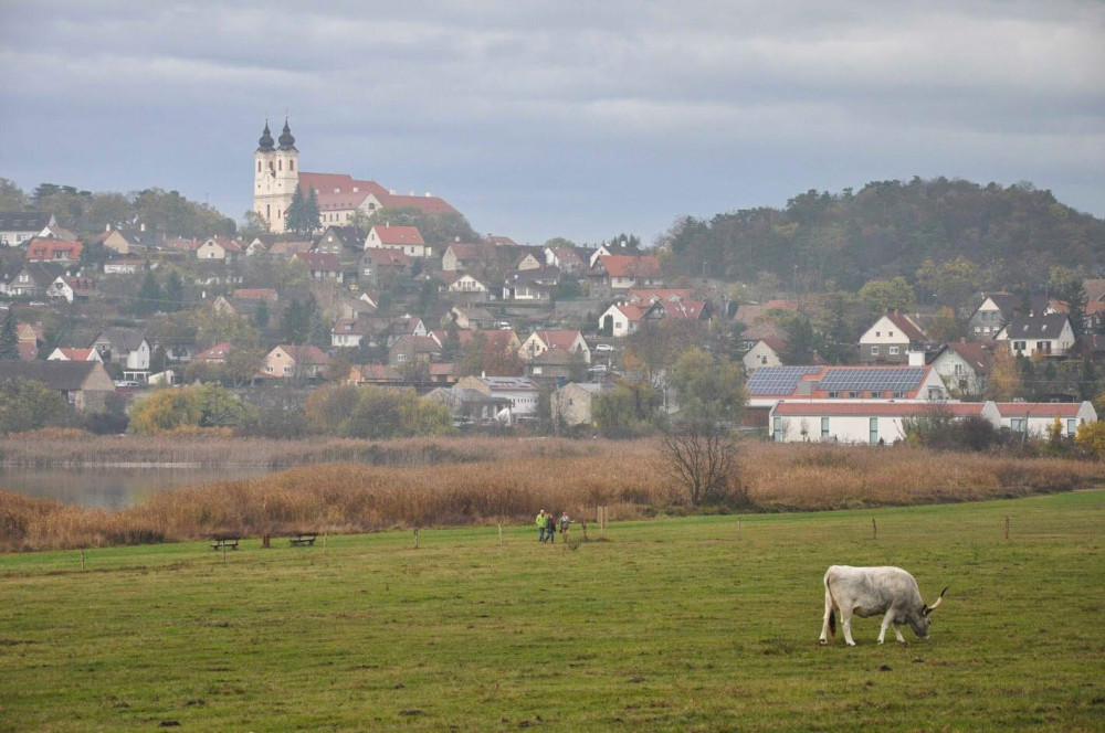 Őszi hangulatkép a Tihanyi-félszigetről a tihanyi apátsággal és szürkemarhával