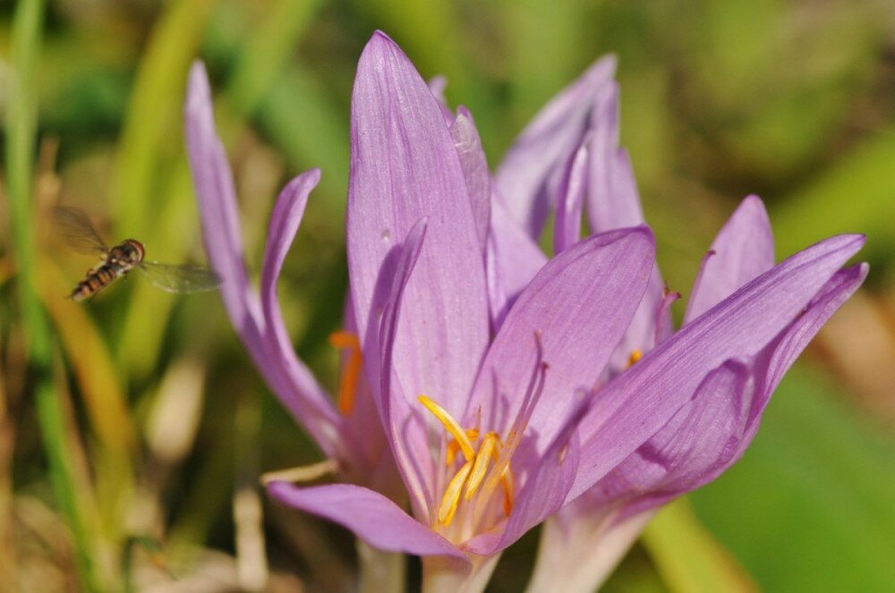 oszi-kikerics-colchicum-autumnale-