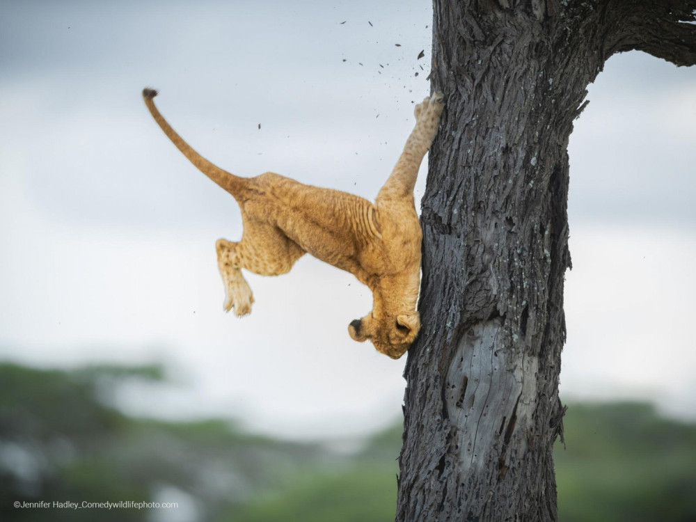 overall-winner-land-category-winner_jennifer-hadley_not-so-cat-like-reflexes