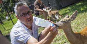 Őzikeetetés cumisüvegből gólyakoncert-aláfestéssel - A mályi madármentőknél jártunk