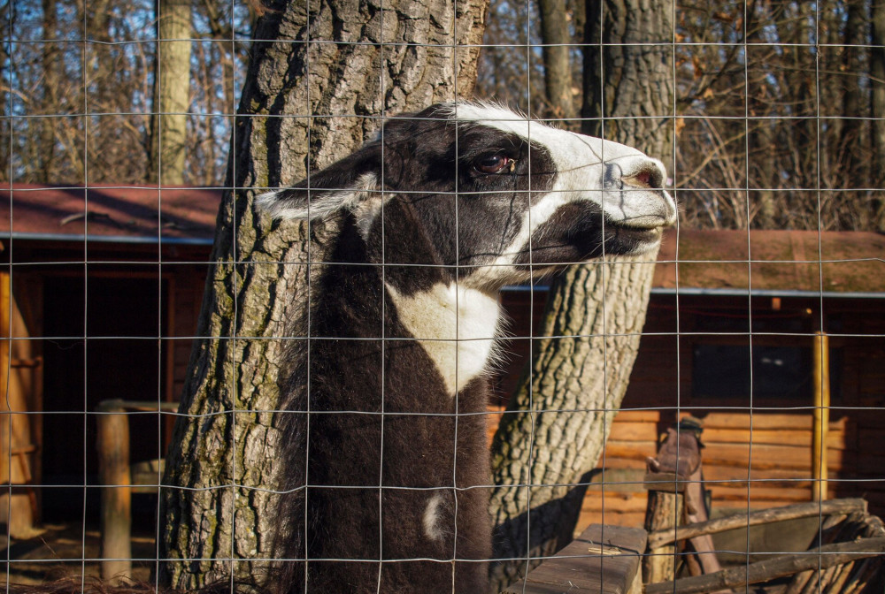 P2107664_Törökmezői állatpark_láma_FOTO-JA