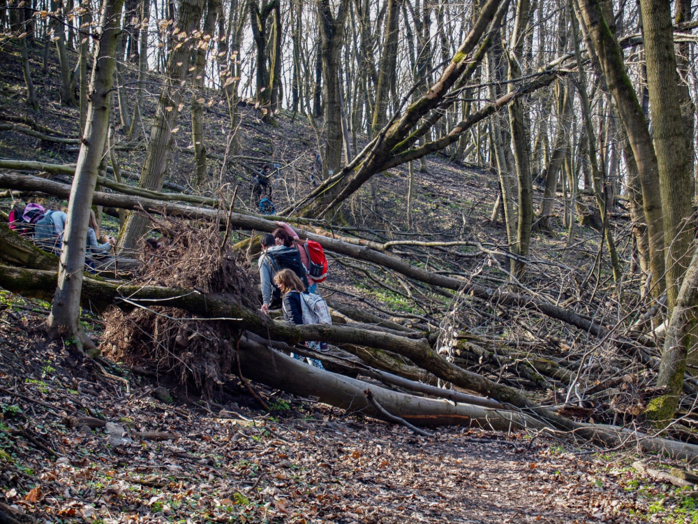 P3149415_Erdei akadálypálya a Remete-barlang felé_FOTO_JA