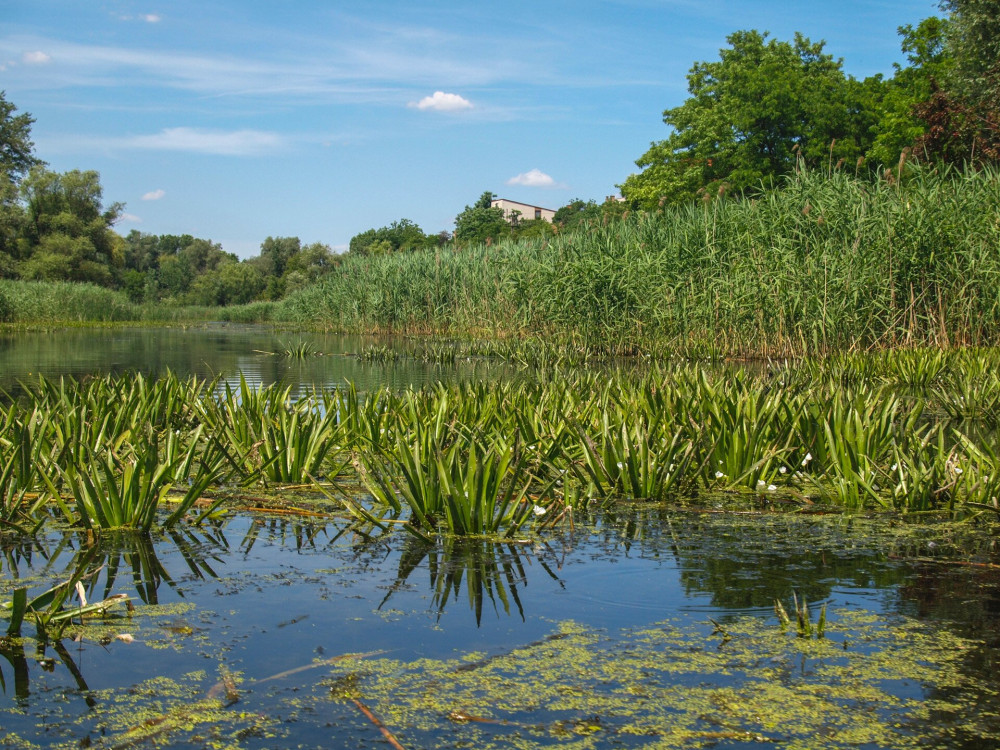 P6158127_Molnár-sziget mellékága túlszaporodott kolokántelepekkel_FOTO-JA