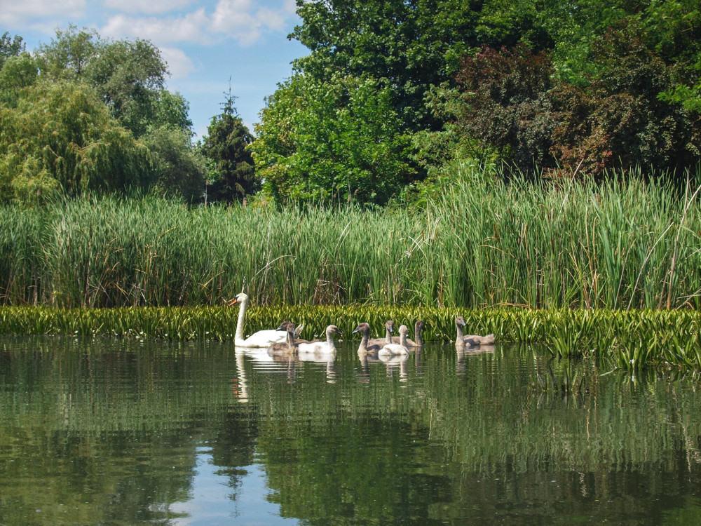 P6158132_Molnár-sziget mellékága_hattyúcsalád_FOTO-JA