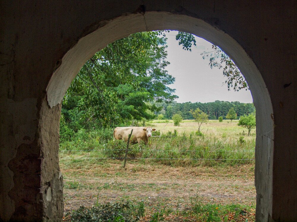 P8118378_Cserfekvési temlomrom_A bejáratnál benéz egy boci_FOTO-JA