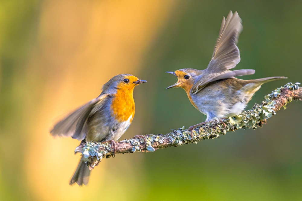 Parent Robin bird (Erithacus Rubecula) feeding grown up juvenile young on branch with moss