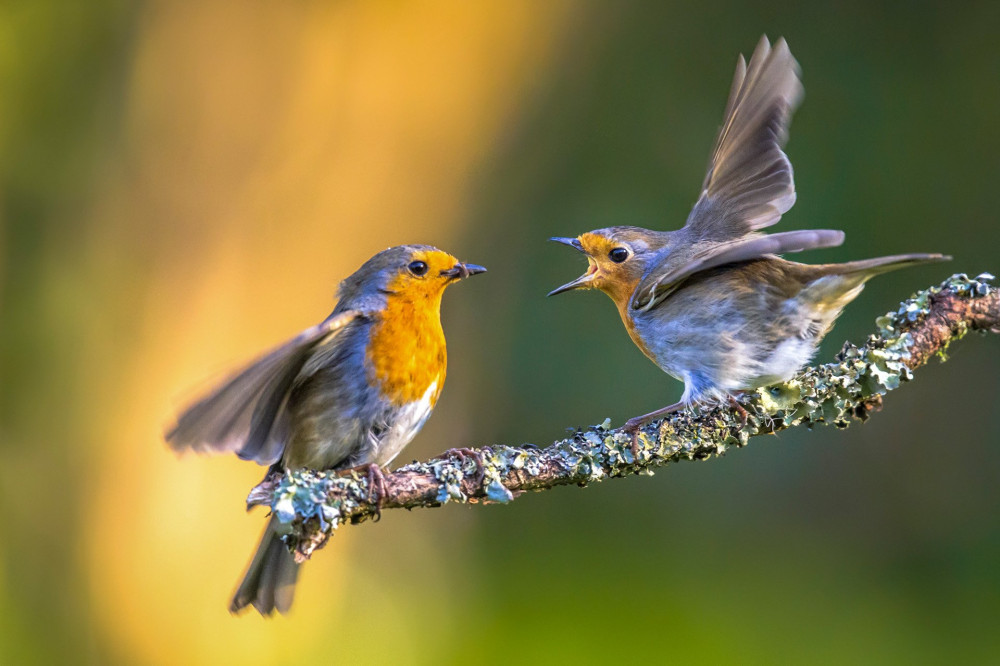 Parent Robin bird (Erithacus Rubecula) feeding grown up juvenile young on branch with moss