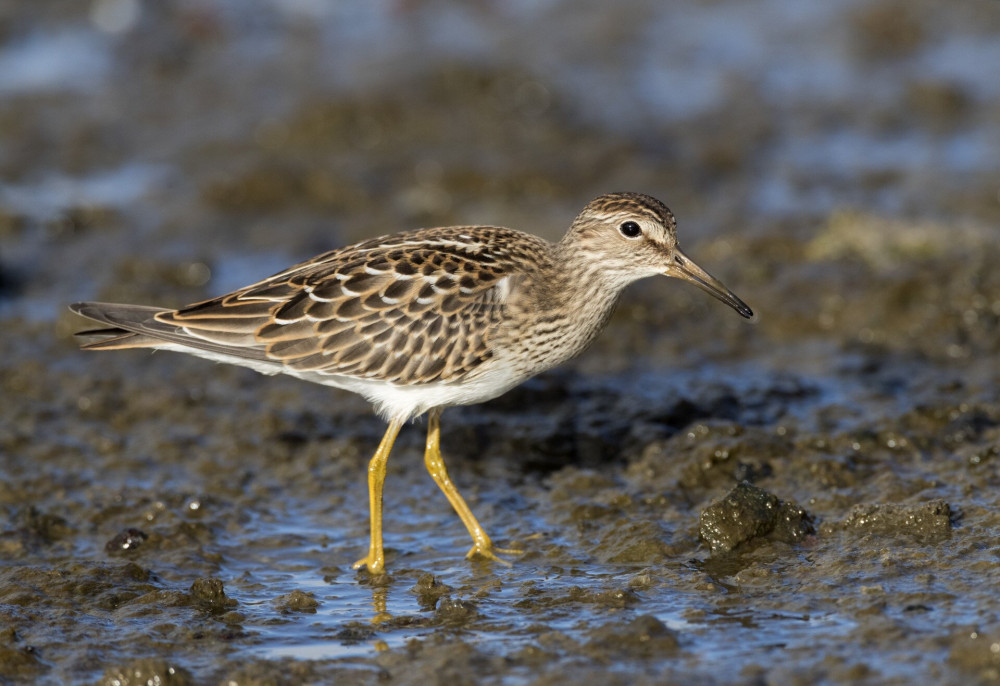 Pectoral Sandpiper (Calidris melanotos)