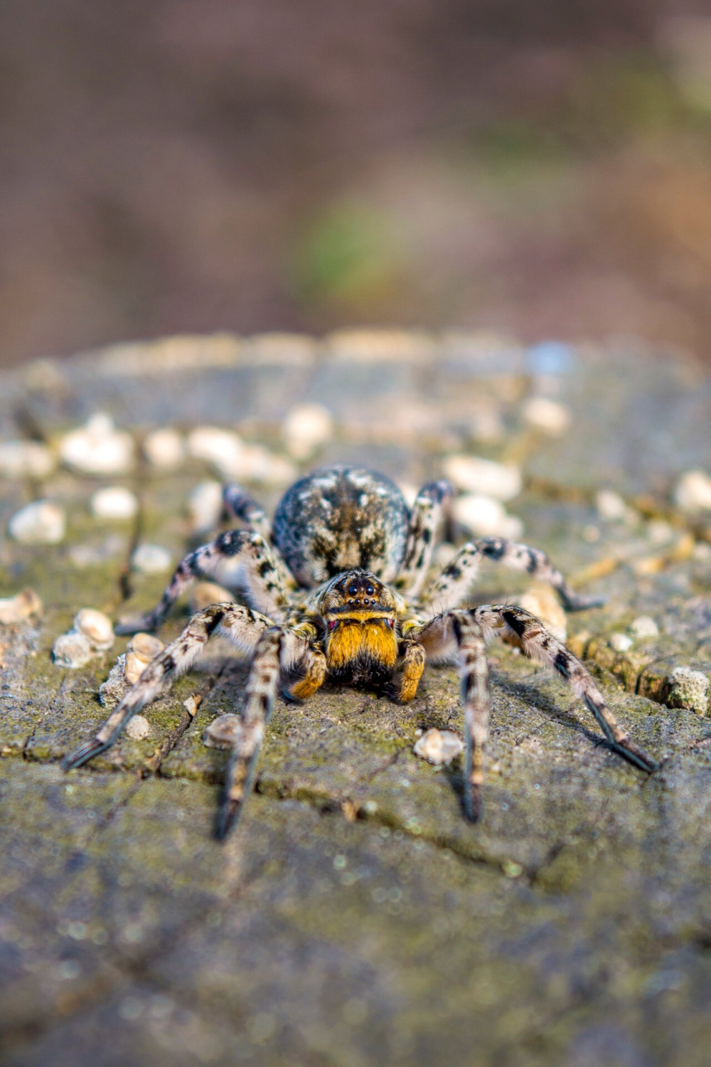 Photo of Lycosa singoriensis, black hair tarantula on the tree stump