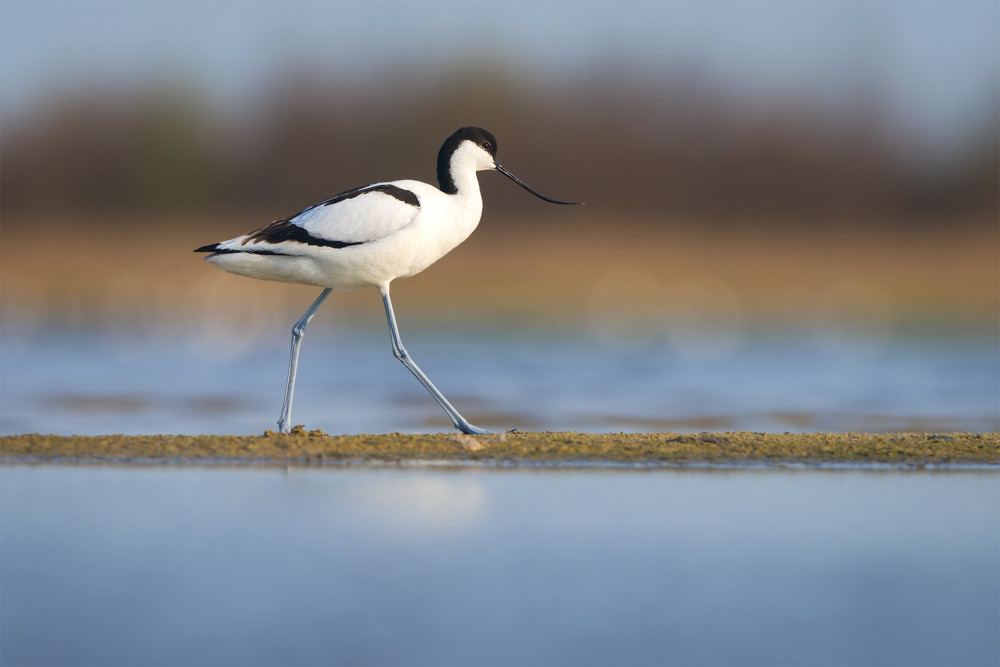 Pied avocet (Recurvirostra avosetta). Kinburn peninsula, Ukraine