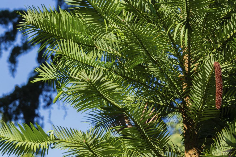 Pine Wollemi Pine - Wollemia nobilis. With Jurassic leaves. Close-up branches. Park Paradise in Partenit in Crimea. Ancient tree species from Wollemi National Park in New South Wales, Australia.