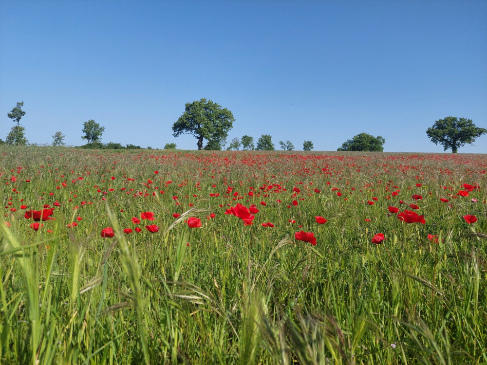 Pipacsmezők