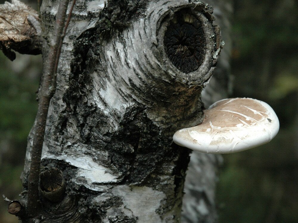 Piptoporus_Betulinus