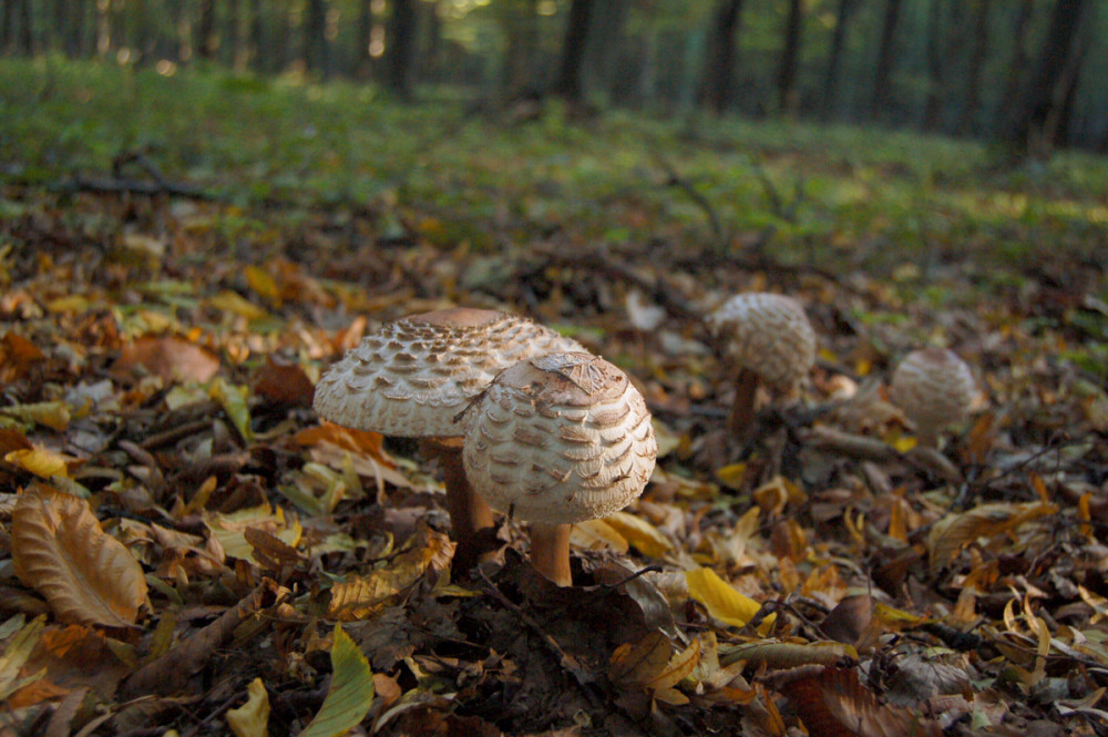 Piruló őzlábgomba az erdőben