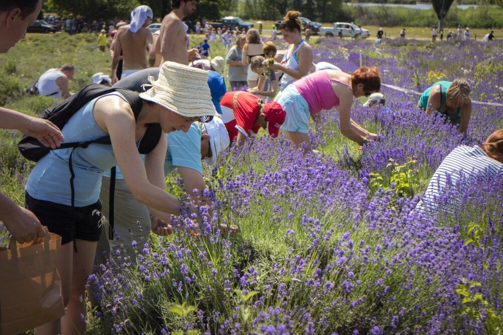 PK_20160624_Tihanyi_levendulafesztival_031