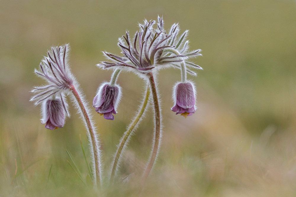 plants-István-Tamás-Vida-three-systers