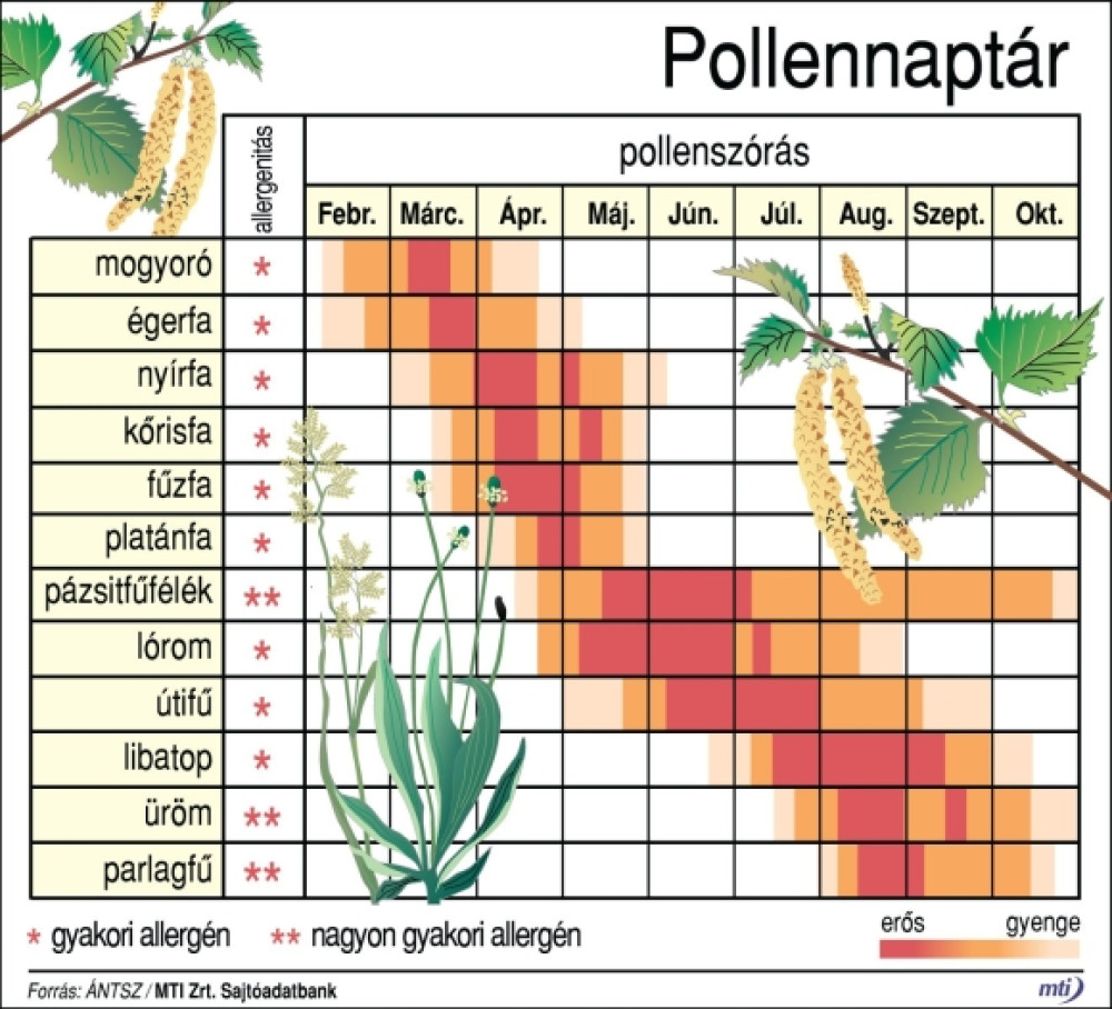 pollennaptar.jpg