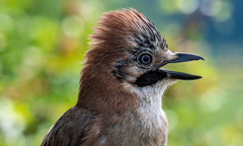 Portrait of standing Eurasian Jay - Garrulus glandarius. Bird in the crow family