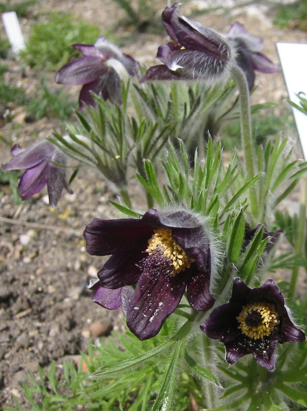 Pulsatilla_pratensis_subsp_nigricans