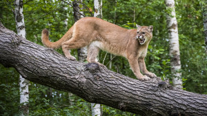 Puma rabolta el egy kiránduló hátizsákját