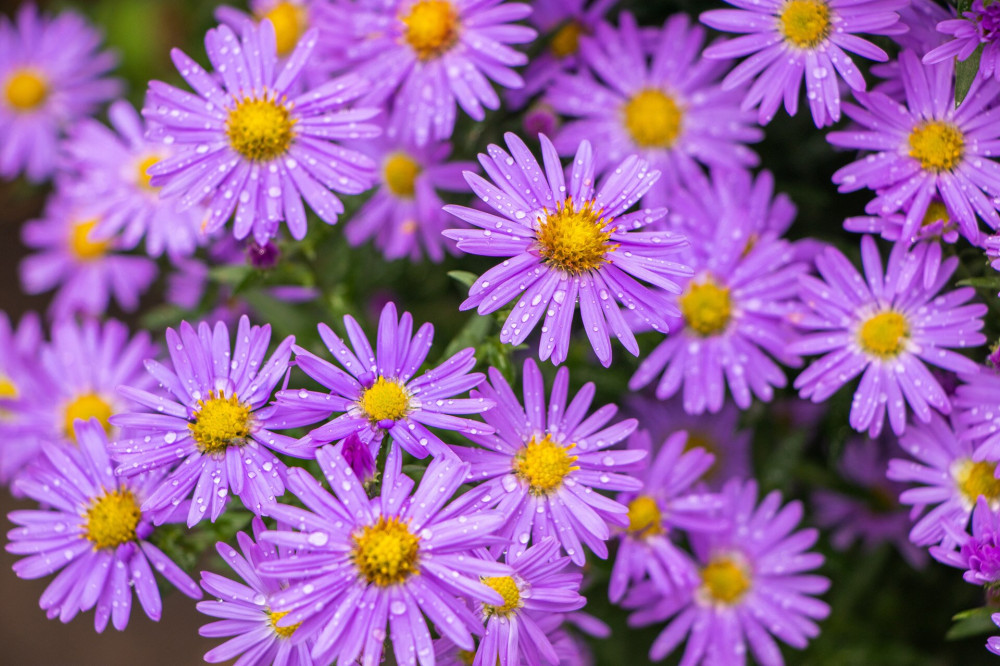 Purple flowers of Italian Asters, Michaelmas Daisy Aster Amellus , known as Italian Starwort, Fall Aster, violet blossom growing in garden, Italy. Soft focus