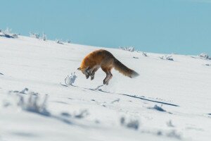 Ragadozók a hóban – téli túlélési stratégiák