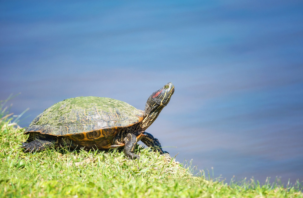 Red-eared Slider (Trachemys scripta elegans) basking in the sun in springtime. Turtle portrait in natural environment by a lake.