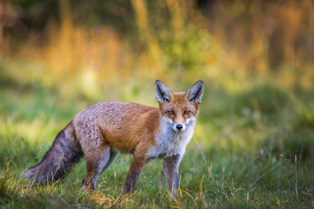 Red Fox (Vulpes vulpes)