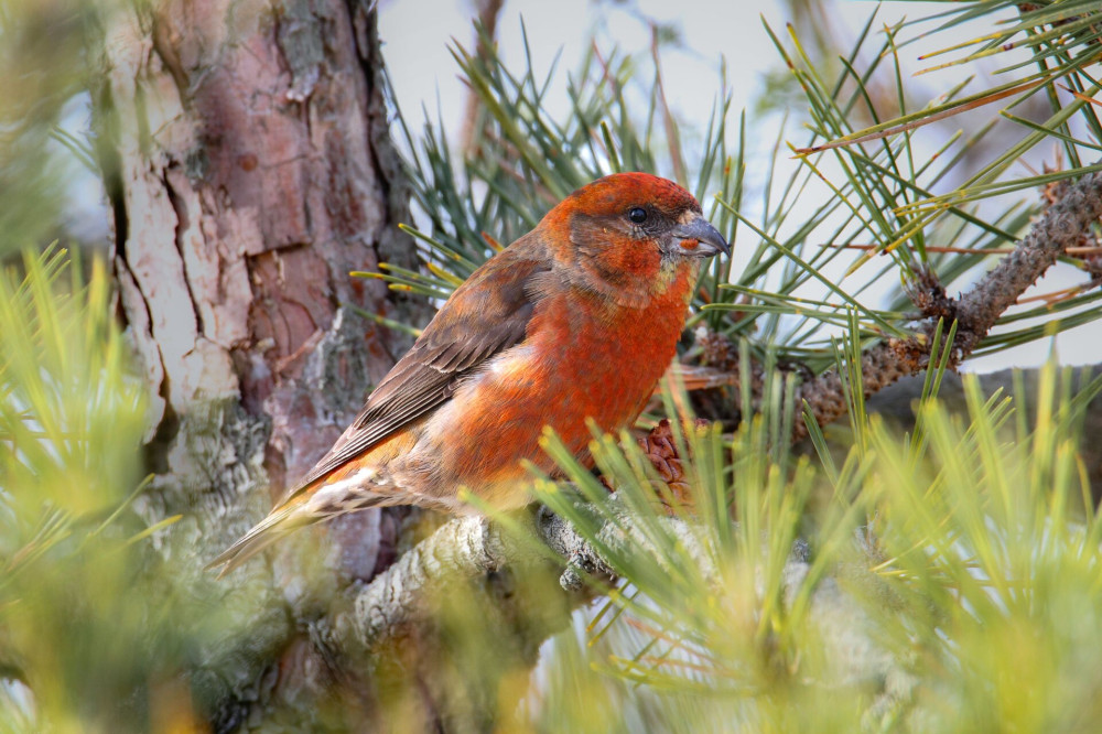 Red (or Common) Crossbill