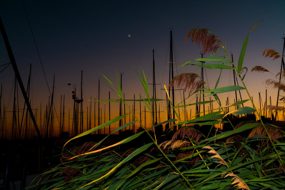 Reeds and sailboats in Marina port in Balatonkenese