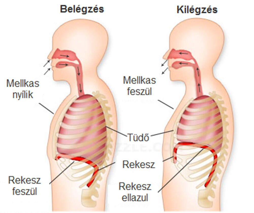 rekesz másolat