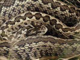 Rekordszámú védett kígyó jött világra a viperaközpontban