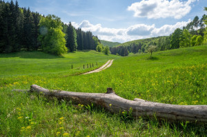 Rétről rétre a vadvirágok nyomában