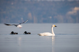 Ritka hattyú tűnt fel a Balatonnál 