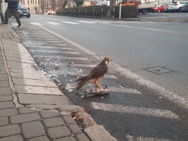 Ritka ragadozó portyázik Sopron belvárosában