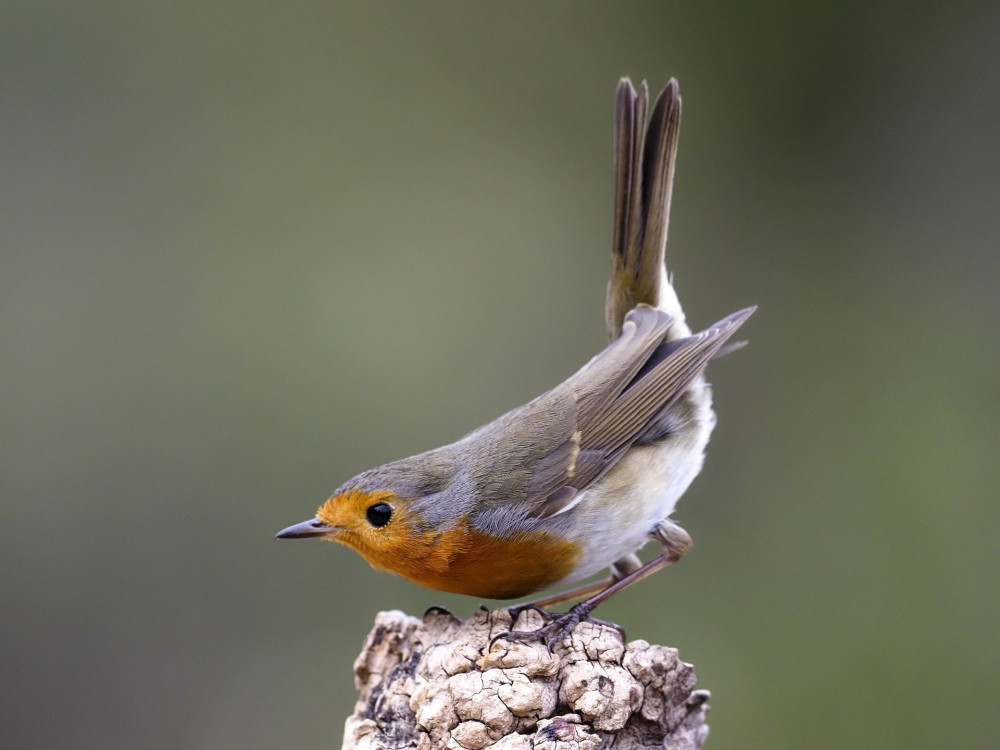 Robin, Erithacus rubecula,  single bird on branch, Spain, January 2020