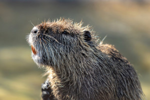 Rohamosan terjed a nutria a Dráva mentén