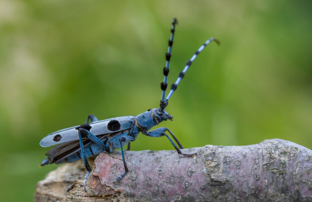 Rosalia Longicorn, Rosalia alpina, in Czech republic.