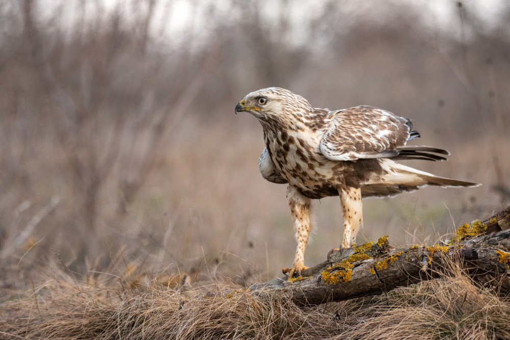 Rough-legged Buzzard, Buteo lagopus, stands on a broken branch.