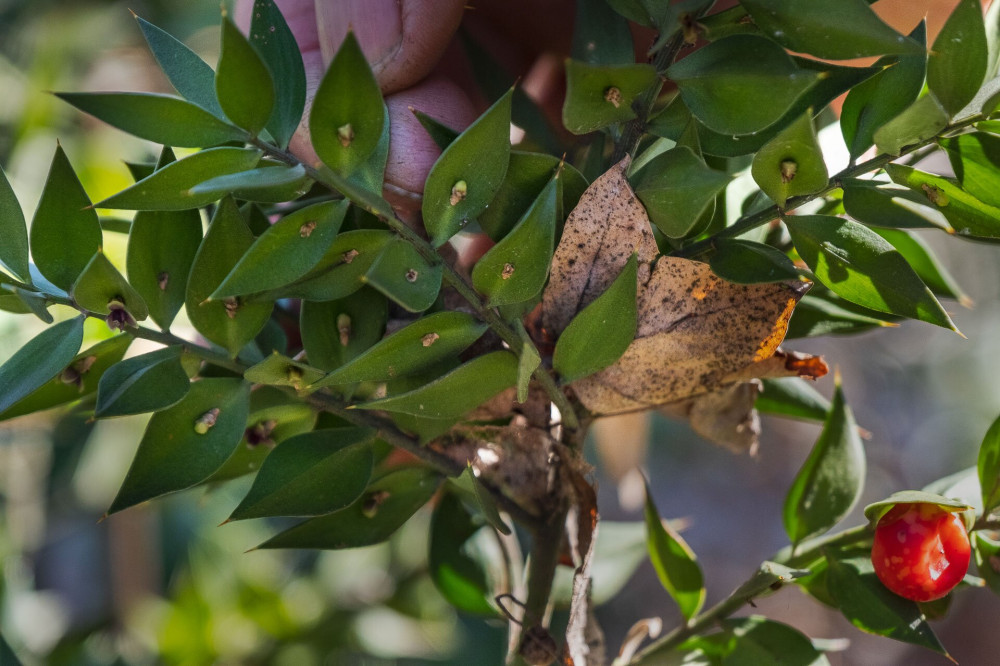 Ruscus aculeatus (szúrós csodabogyó)