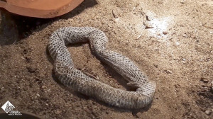 Saját bőrébe esett foglyul egy fiatal vipera