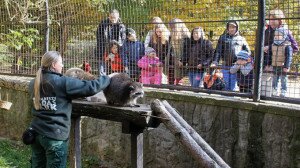 Sakálvokál, mosómedvék és mesebeli rókák - Vadaspark-látogatás Budakeszin