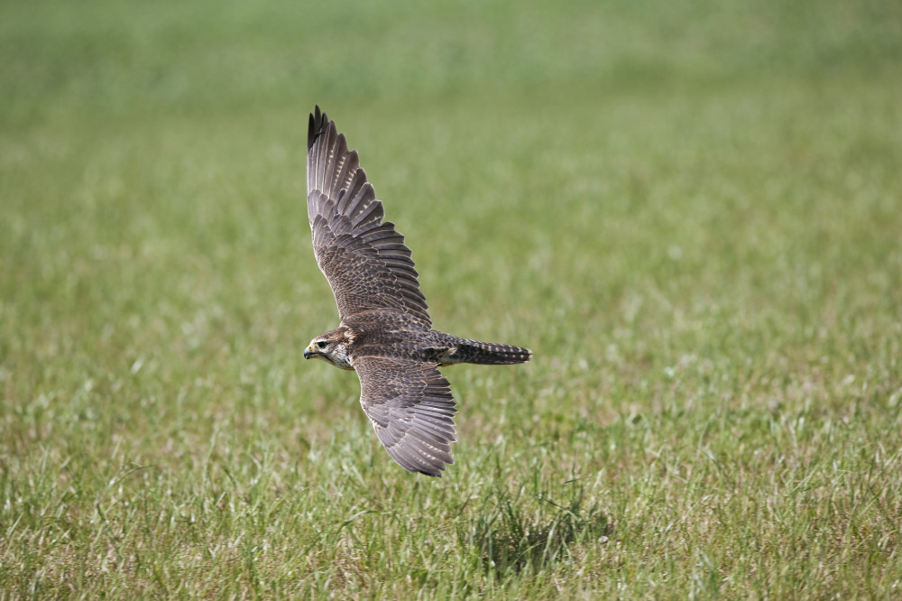 SAKER FALCON falco cherrug, ADULT IN FLIGHT