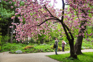 Sakura-ünnep a cseresznyefák alatt